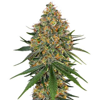 White Cheese - Féminisée - Sensi Seeds
