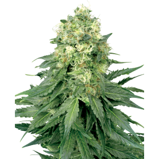 White Widow - Féminisée - Sensi Seeds