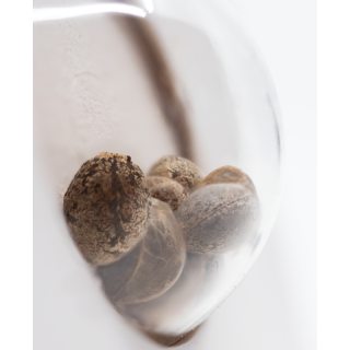 White Widow - Féminisée - Sensi Seeds