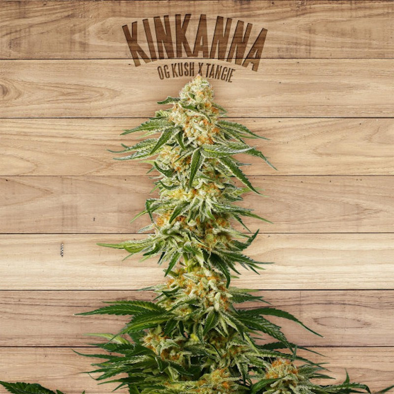 Kinkanna the plant organic seeds Kinkanna the plant organic seeds