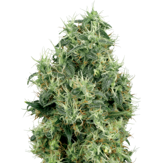 White Gold - Féminisée - Sensi Seeds White Label