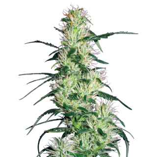 Purple Haze - Féminisée - Sensi Seeds White Label