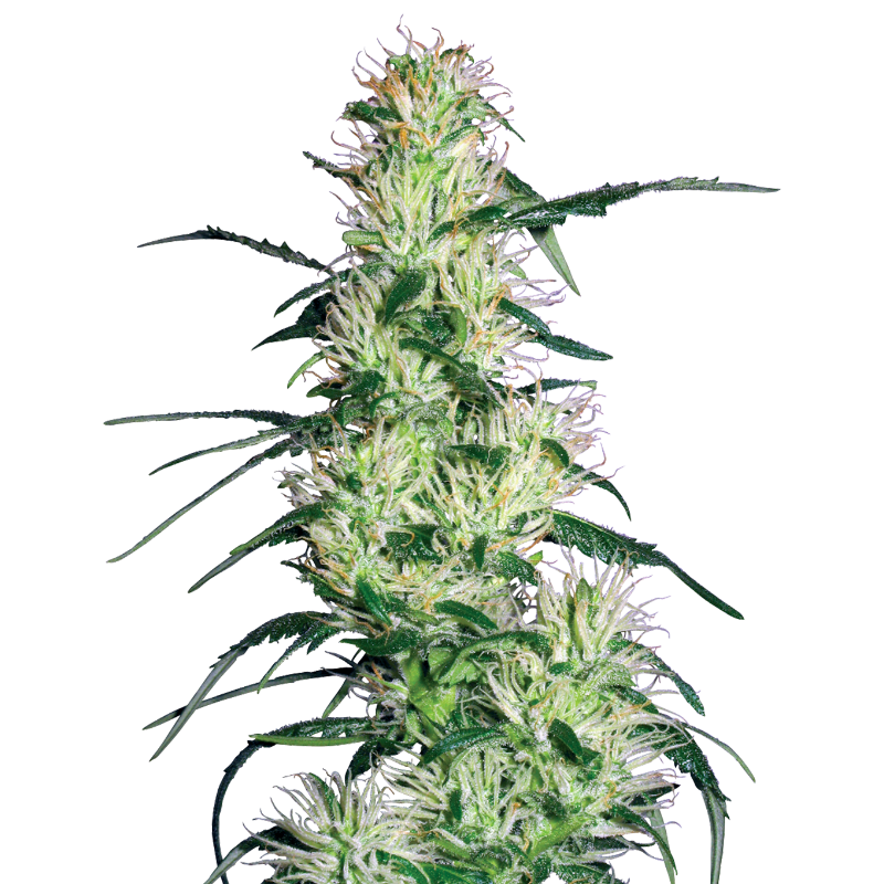 Purple Haze - Féminisée - Sensi Seeds White Label
