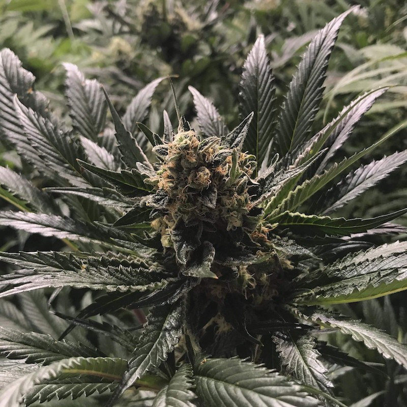 Kinkanna the plant organic seeds Kinkanna the plant organic seeds
