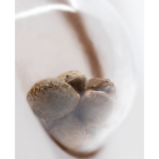 White Ice - Féminisée - Sensi Seeds