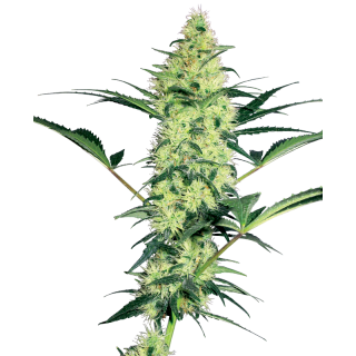 White Diesel - Féminisée - Sensi Seeds White Label
