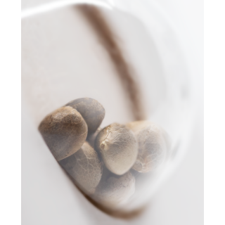White Diesel - Féminisée - Sensi Seeds White Label