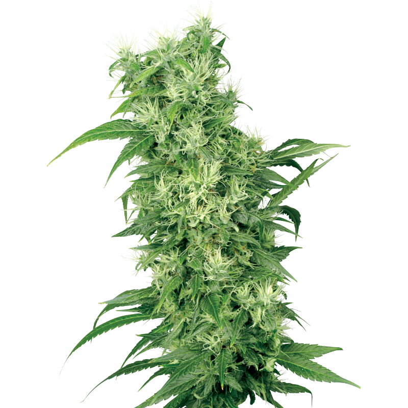 Female Mix - FEM - Sensi Seeds White Label