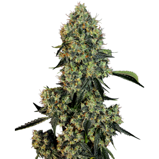 OG Kush - Féminisée - Sensi Seeds White Label
