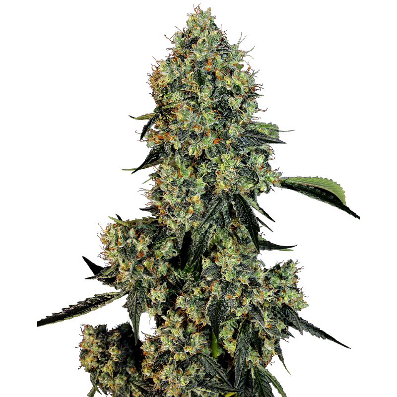 OG Kush - Féminisée - Sensi Seeds White Label