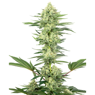 White Gorilla Haze - Féminisée - Sensi Seeds