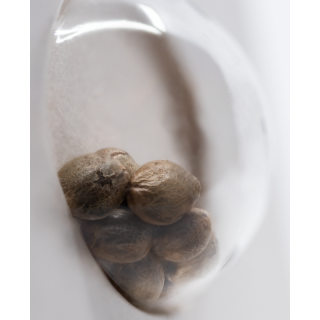 Strawberry Kush - Féminisée- Sensi Seeds