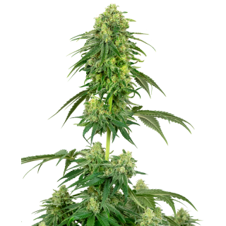 Strawberry Kush - Féminisée- Sensi Seeds