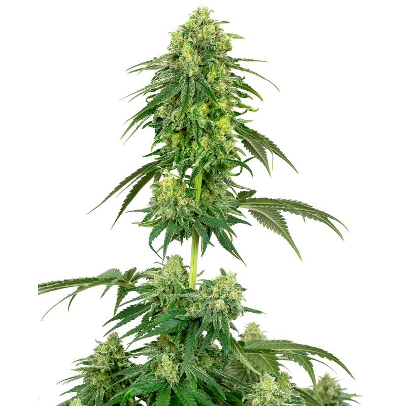 Strawberry Kush - Féminisée- Sensi Seeds