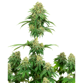 Girl Scout Cookies - Féminisée- White label Sensi Seeds
