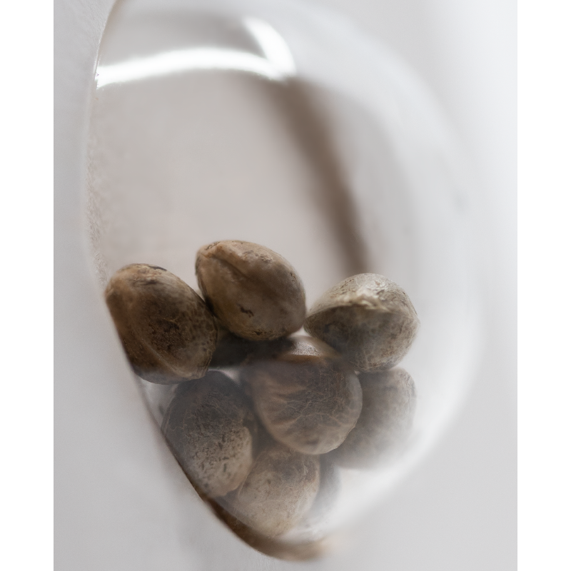 Gelato No 420 - Féminisée - White label Sensi Seeds