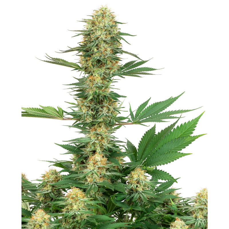Gelato No 420 - Féminisée - White label Sensi Seeds
