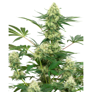 Wedding Cheesecake - Féminisée - White Label Sensi Seeds