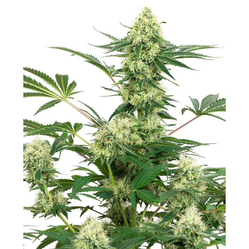 Wedding Cheesecake - Féminisée - White Label Sensi Seeds