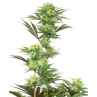 Guava Jelly - FEM - White label Sensi Seeds Graines de Collection