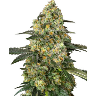 Big Berry Bliss - Féminisée - Sensi Seeds