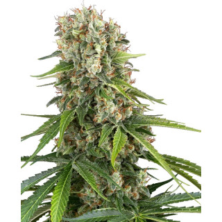 Blue Sunset - Féminisée - Sensi Seeds