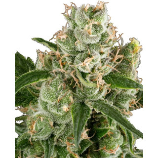 California Haze - Féminisée - Sensi Seeds