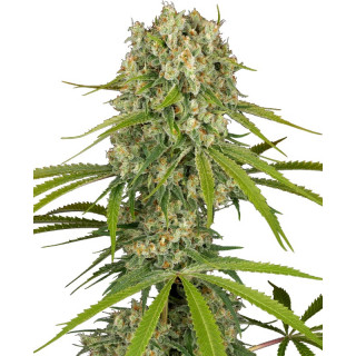 LA Sugar - Féminisée - Sensi Seeds