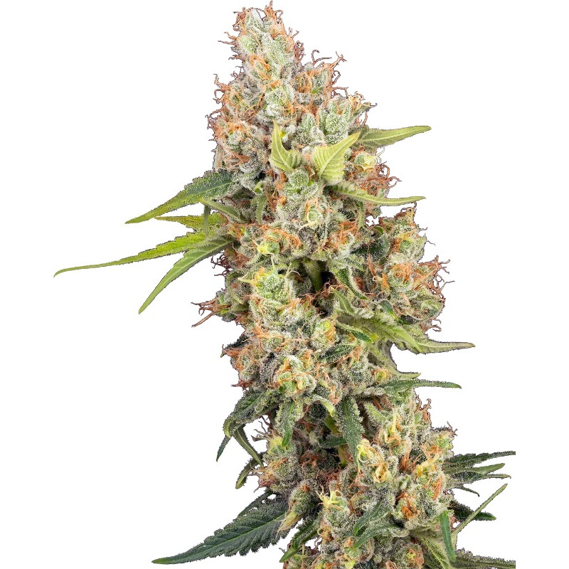 Raspberry Critical Kush - Féminisée - Sensi Seeds