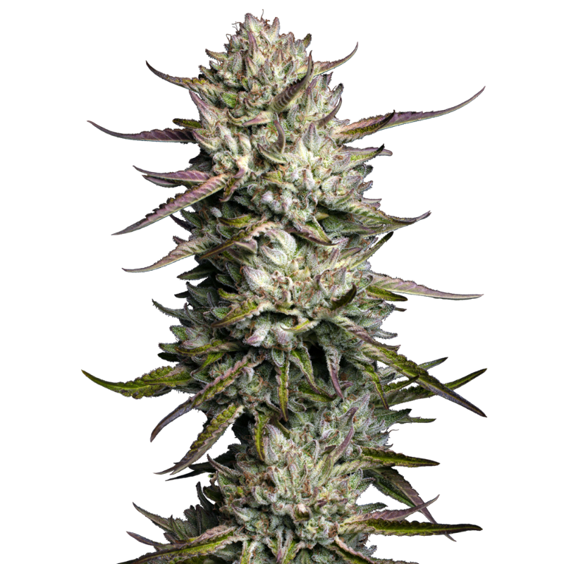Purple Berry Muffinz - Féminisée - Sensi Seeds Humboldt