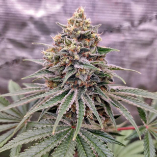 Blue Zushi - Féminisée - Dutch Passion | ROOTS-SEEDS.FR