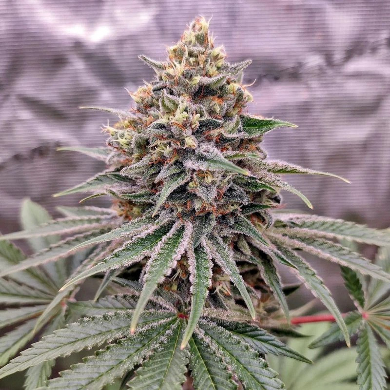 Blue Zushi - Féminisée - Dutch Passion | ROOTS-SEEDS.FR