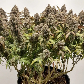 CBD Charlotte’s Angel - Féminisée - Dutch Passion | ROOTS-SEEDS.FR