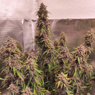 Desfran - Autofloraison - Dutch Passion | ROOTS-SEEDS.FR