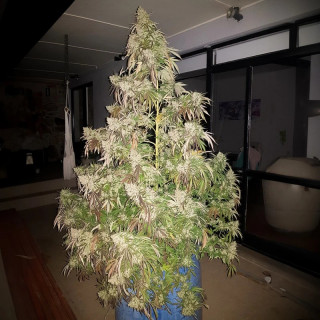 Durban Dew -  Féminisée - Dutch Passion | ROOTS-SEEDS.FR