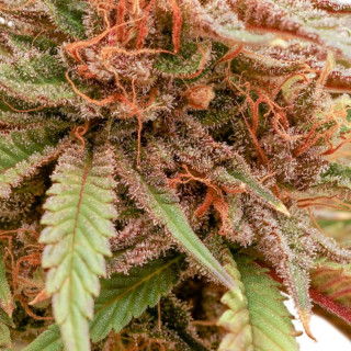 Durban Dew -  Féminisée - Dutch Passion | ROOTS-SEEDS.FR