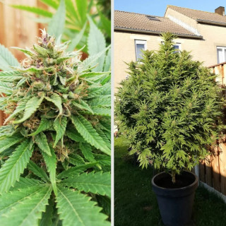 Durban Poison -  Régulière - Dutch Passion | ROOTS-SEEDS.FR