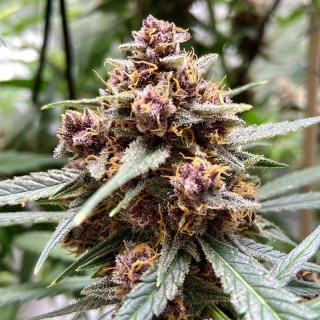 Durban Poison -  Régulière - Dutch Passion | ROOTS-SEEDS.FR