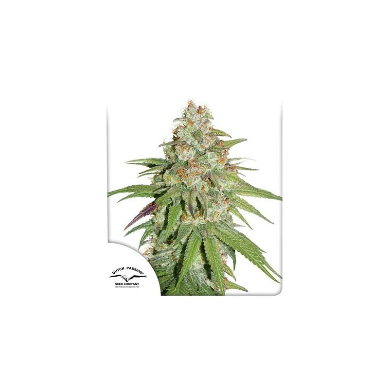 Glueberry O.G.- Féminisée - Dutch Passion | ROOTS-SEEDS.FR