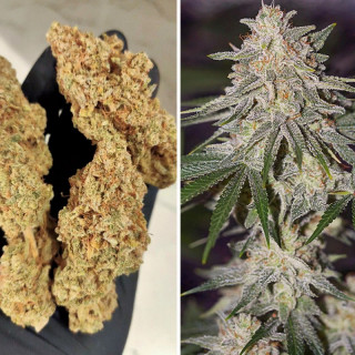 Glueberry O.G.- Féminisée - Dutch Passion | ROOTS-SEEDS.FR