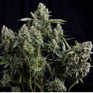 Tutankhamon - Autofloraison - Pyramid Seeds