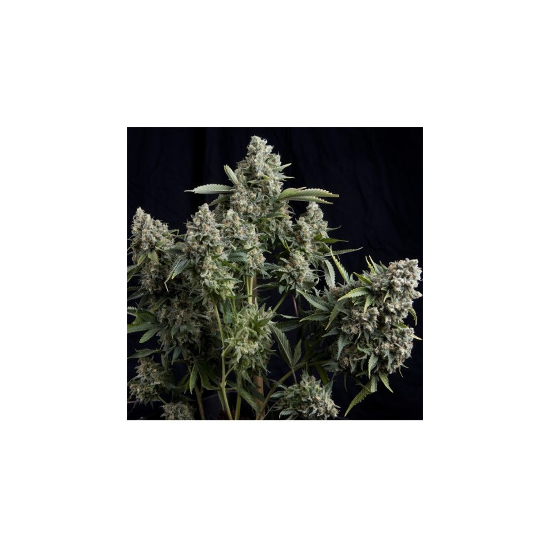 Tutankhamon - Autofloraison - Pyramid Seeds