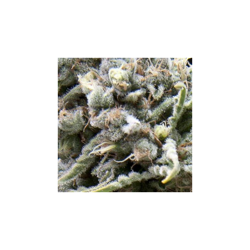 Auto White Widow -  Autofloraison - Pyramid Seeds