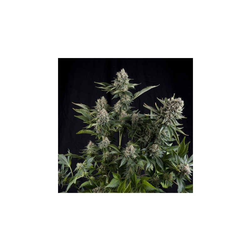 White Widow - Féminisée - Pyramid Seeds | ROOTS-SEEDS.FR