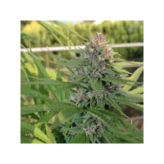 "Hollands Hope - REG - Dutch Passion -  Auto - Pyramids Seeds"