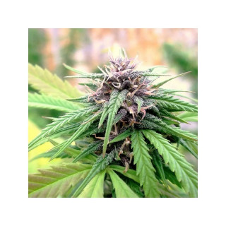 "Hollands Hope - REG - Dutch Passion -  Auto - Pyramids Seeds"