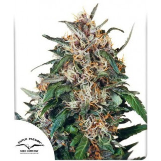 "Hollands Hope - REG - Dutch Passion -  Auto - Pyramids Seeds"