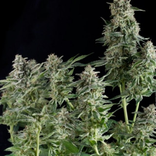 Northern Lights -  Autofloraison - Pyramid Seeds