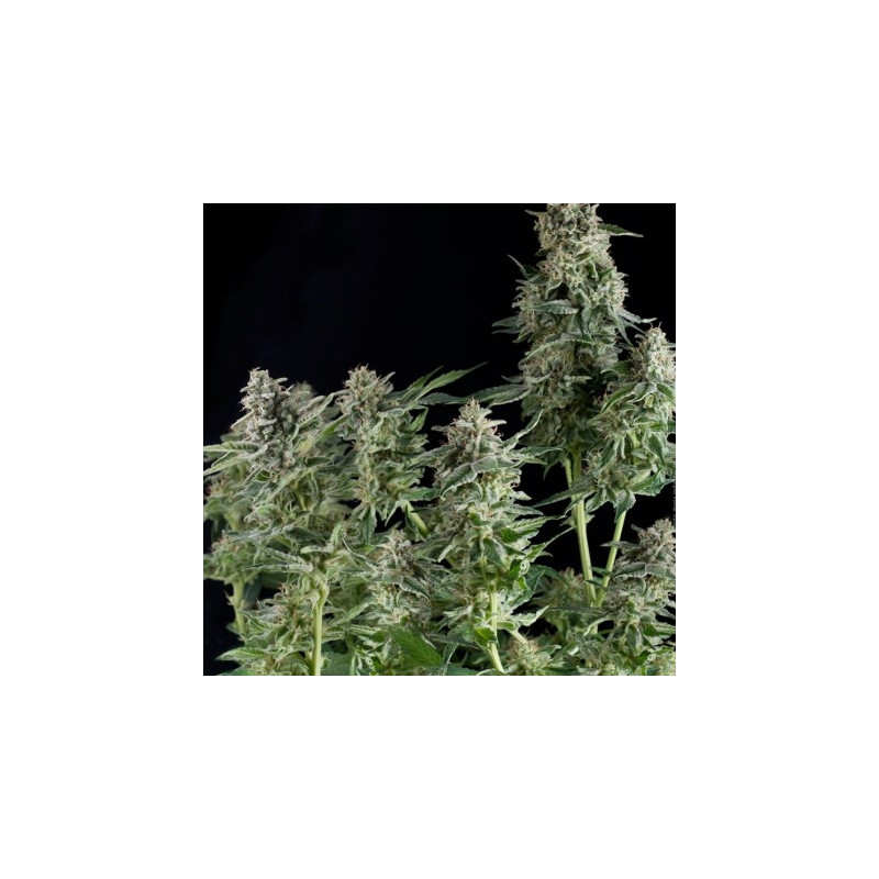 Northern Lights -  Autofloraison - Pyramid Seeds