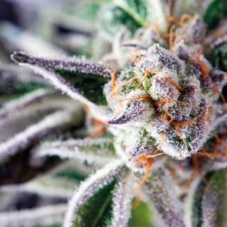 Do-Si-Dos -  Autofloraison - Pyramid Seeds